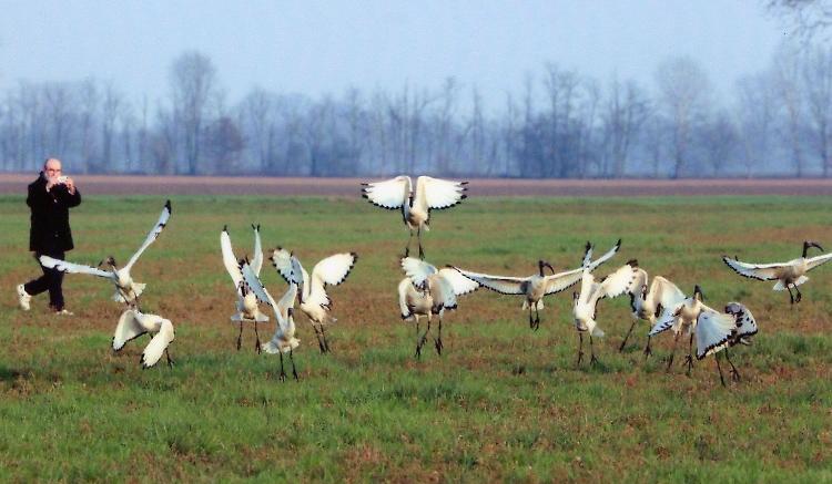 Lo spettacolo ravvicinato di uno stormo di 'Ibis sacri'