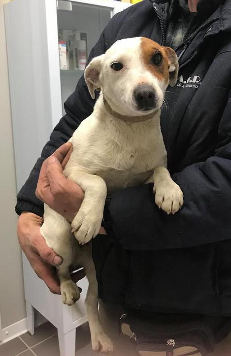 Cani abbandonati, trovati e salvati