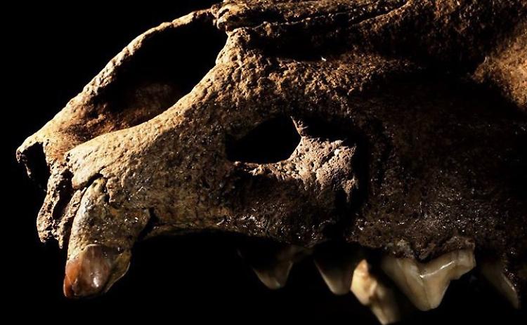 Il 'Darwin Day' sul lupo, gli atti del convegno