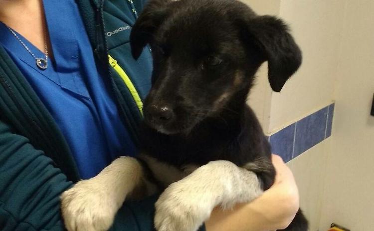 Cagnetta e cuccioli in tangenziale, volontario ferma il traffico e ne salva uno