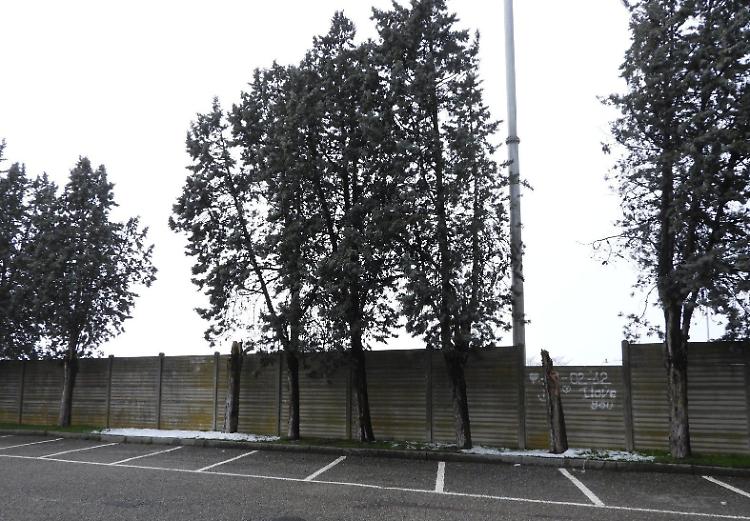 Un fungo sta uccidendo i cipressi