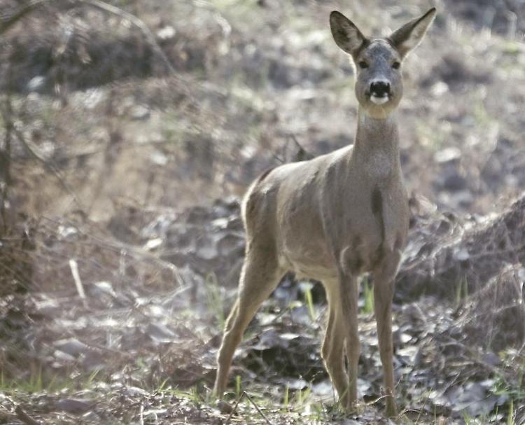 Animali selvatici