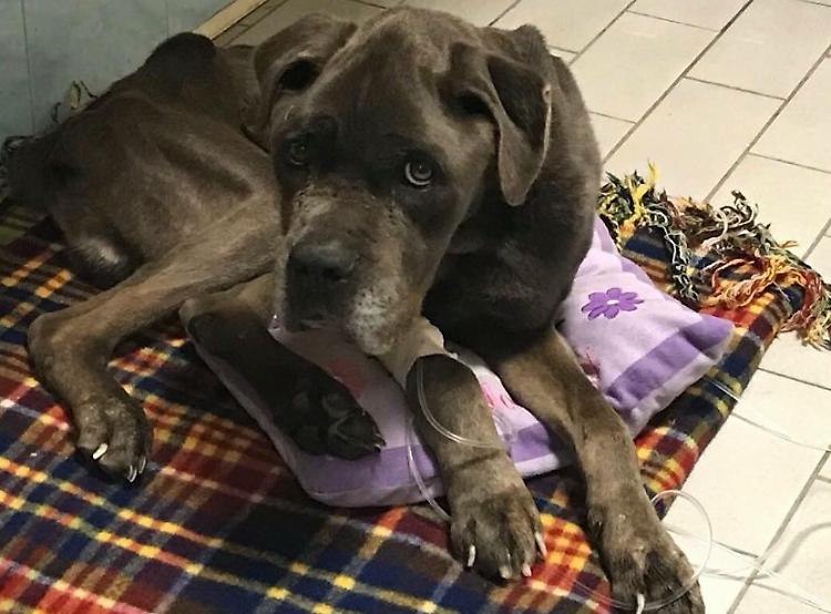 Maltrattato e ridotto a pelle e ossa, salvato e al sicuro in clinica