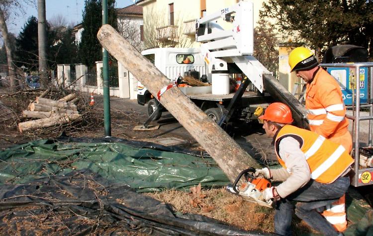Abbattimento di alberi in città, sale la protesta