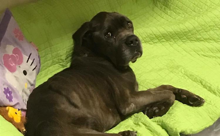 Cane maltrattato, scoperte bruciature di sigarette