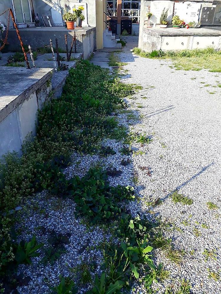 La denuncia: 'Degrado al cimitero di Vicobellignano'