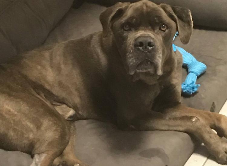 Cane torturato e rinchiuso, denunciato il padrone di Bullo