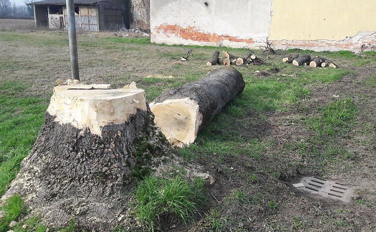 Tigli tagliati a Monasterolo, denunciati parroco e volontario