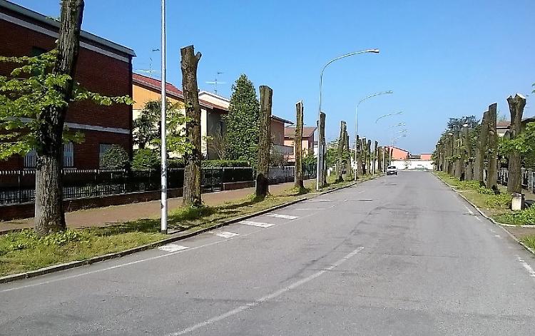 Potatura 'radicale' dei tigli di via Roma