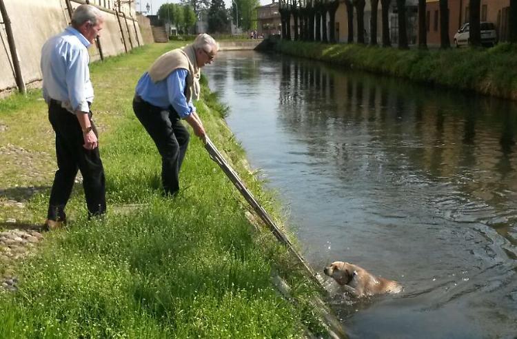 Cane rischia di annegare, salvato dall'ex sindaco