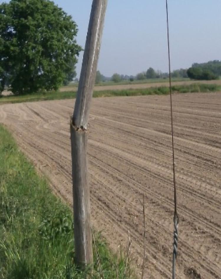 Tralicci pericolanti per le nutrie