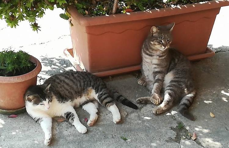 Gatti anziani, appello per adottarli