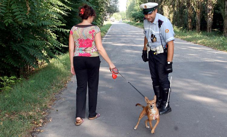 Cani, controlli dei vigili su 208 padroni