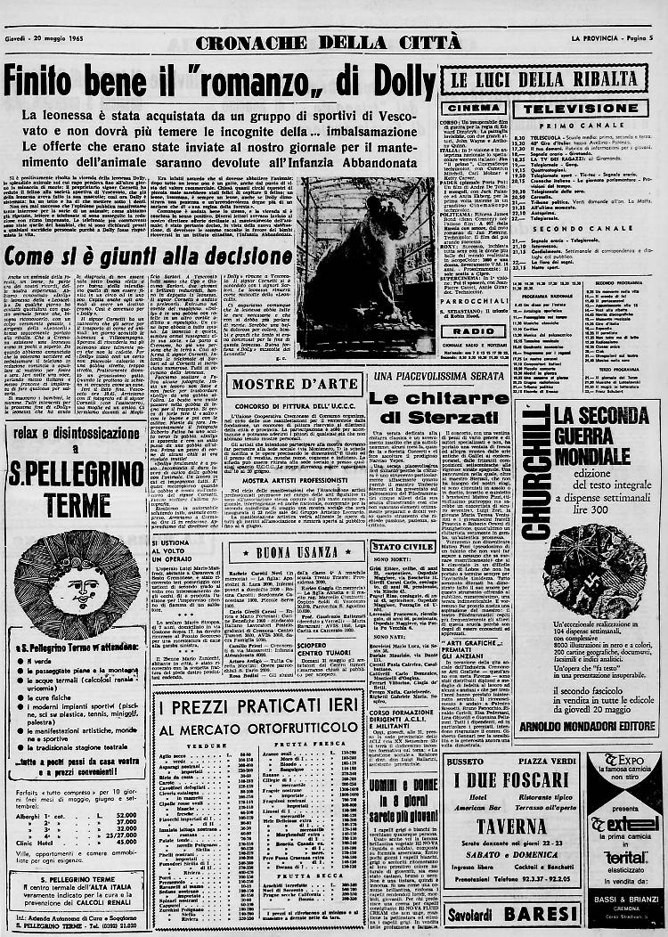 Salva la leonessa di Vescovato