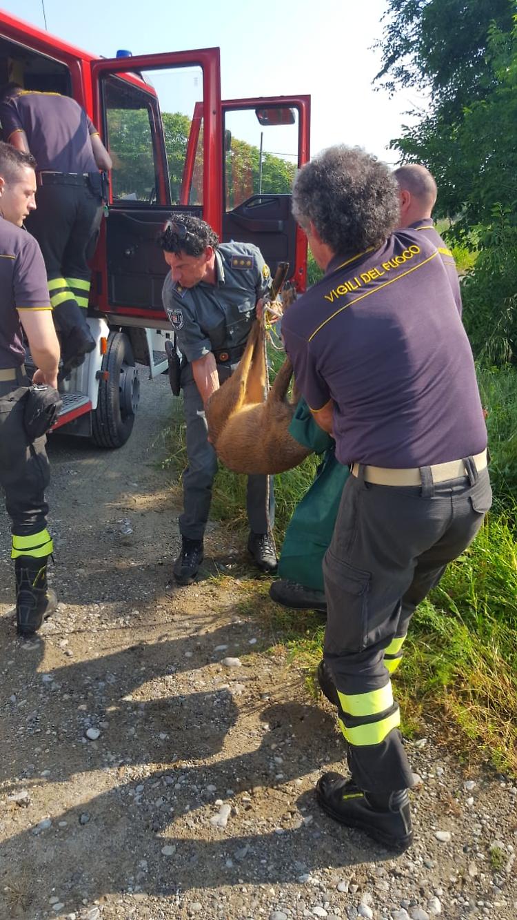 salvato dai vigili del fuoco