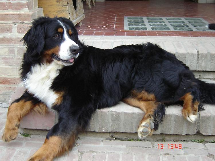 Cane morde un 40enne, ferito al braccio