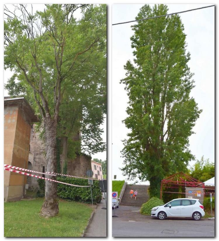 Piante pericolose, 'vanno abbattute'