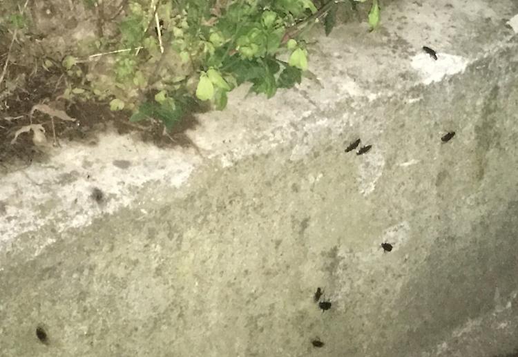 Allarme scarafaggi. Brolo invaso, sale la protesta