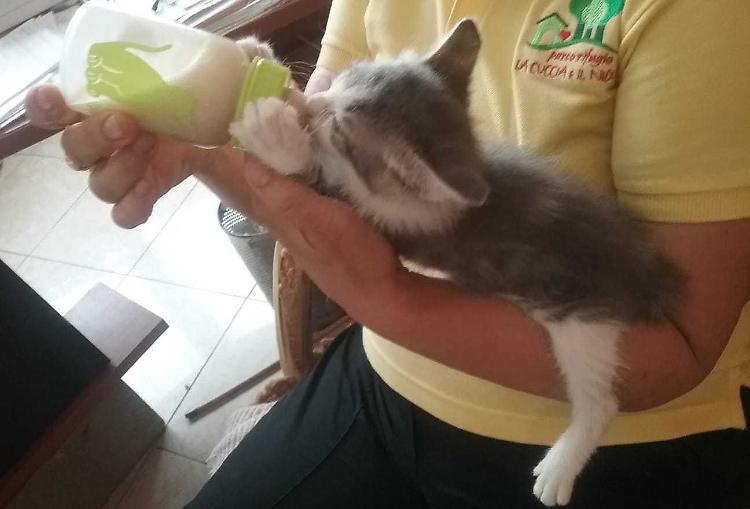 Gatti abbandonati, esplode il ‘caso’ randagismo