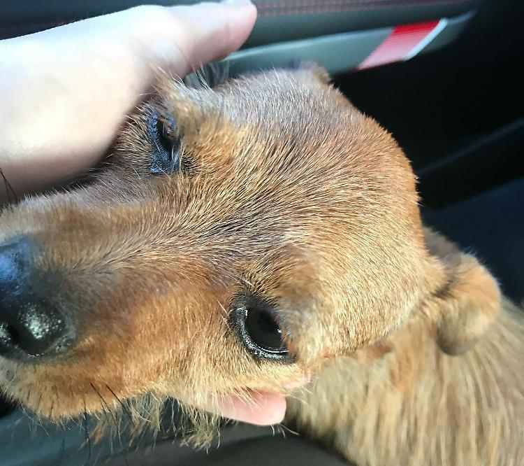 Gettata dal furgone, cucciola salvata