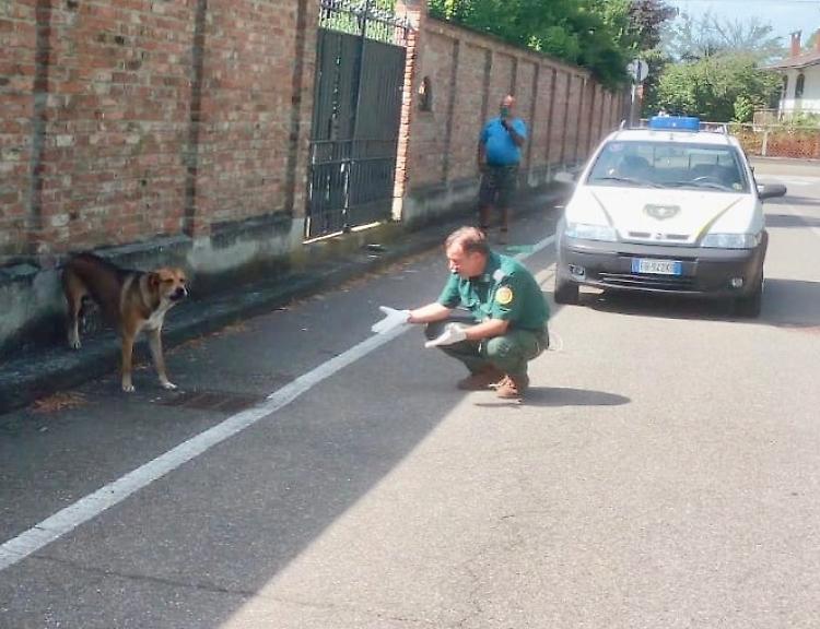 Cani abbandonati, emergenza tra Castelvetro e Monticelli