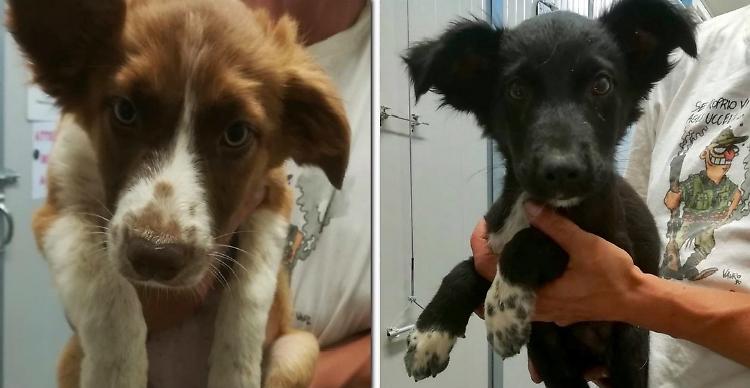 Tre cuccioli ‘gettati’, appello della clinica
