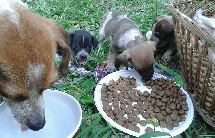 Emergenza abbandoni, salvati sette cuccioli in una settimana