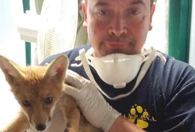 Animali feriti, boom al centro di recupero