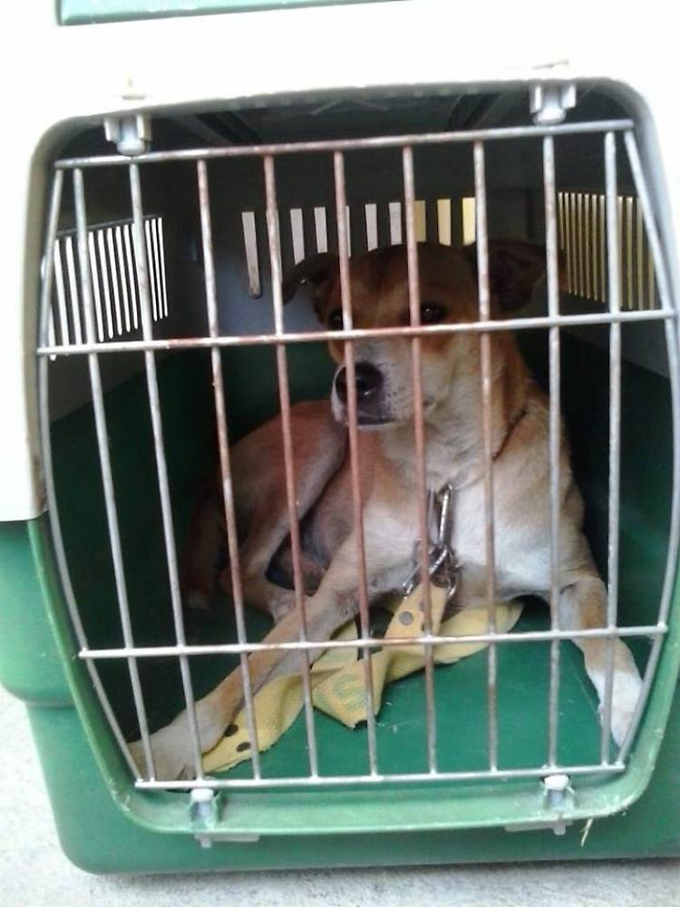 Cagnolino abbandonato e recuperato dai volontari