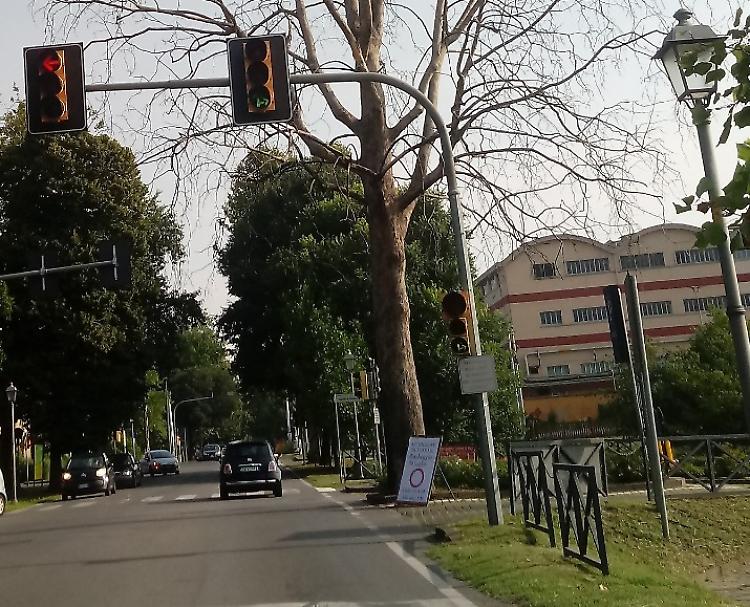 Platano da abbattere. Chiusi 'buca' e viale di Santa Maria