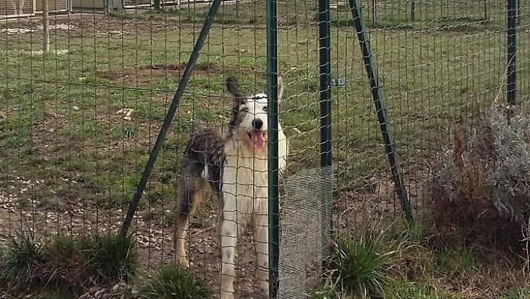 Abbandona il cane, visto e denunciato