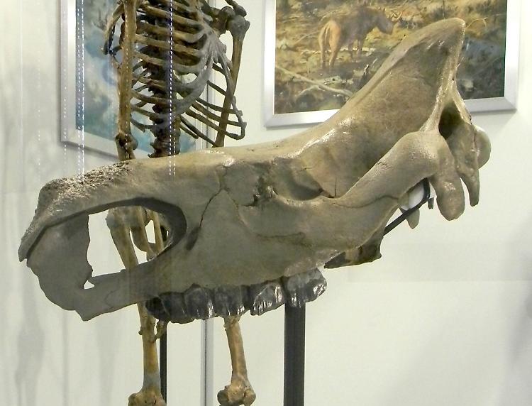 Fossili, ricerche finanziate dalla Regione