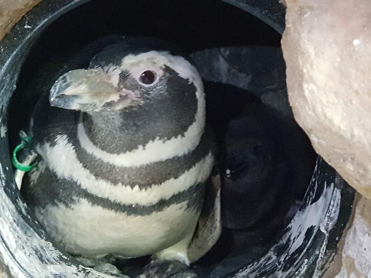 Nuovo fiocco nella vasca dei pinguini