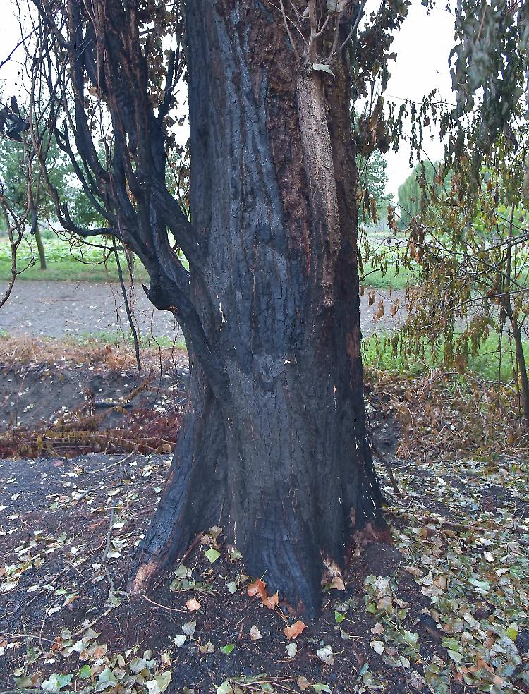 Vandali piromani incendiano alberi secolari