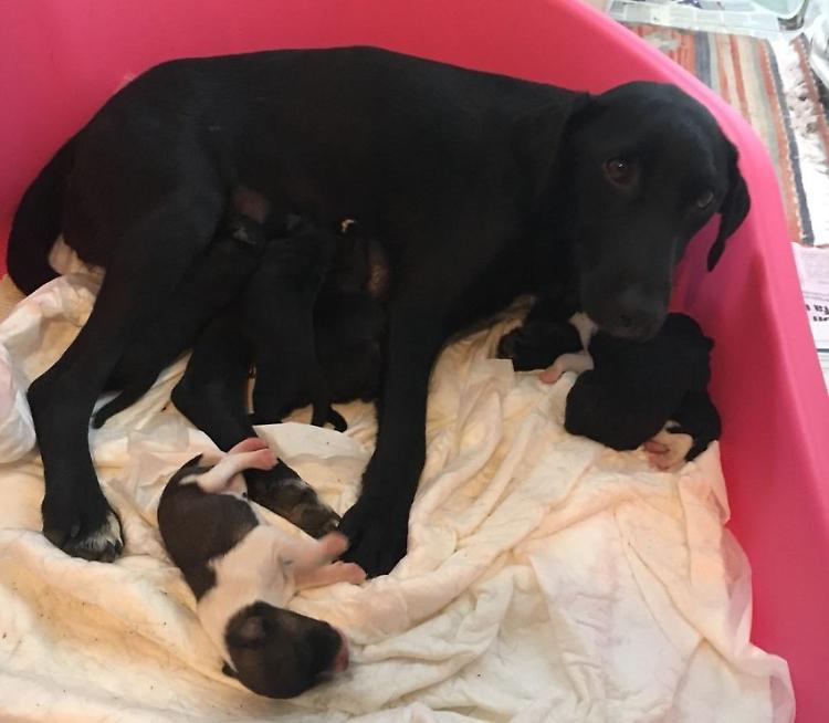 Raccolta stremata, Chloe incinta e abbandonata