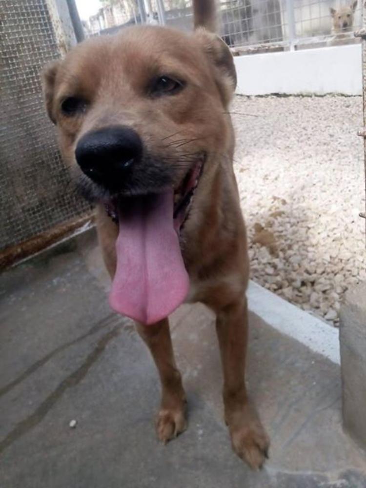 Cher cerca casa: ha 5 anni ed è dolcissimo