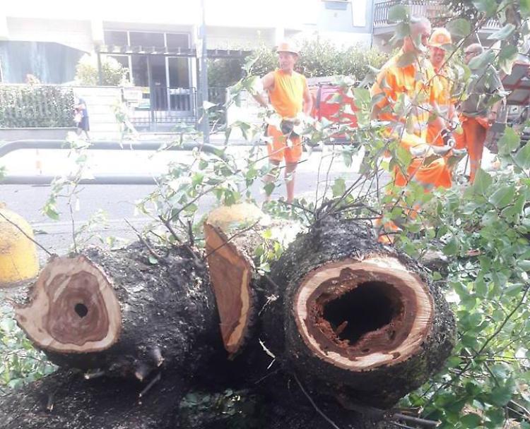 Viale Trento e Trieste, scoppia la polemica sulle piante tagliate