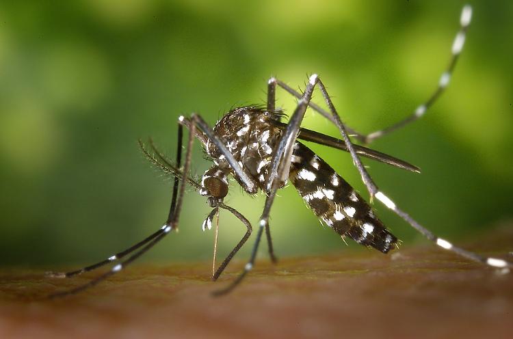 Caso di West Nile in città, disinfestazione in centro