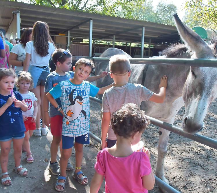 'Asino day', la solidarietà a 4 zampe