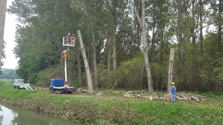 Pioppi pericolosi abbattuti: via riaperta, ‘liberati’  i residenti