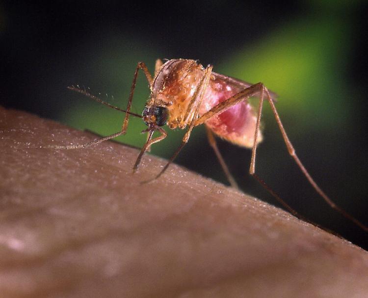 West Nile virus, grave un ottantenne