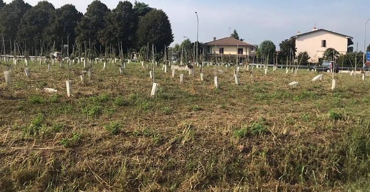 "Piande dimenticate. Morte ai bordi della Paullese"