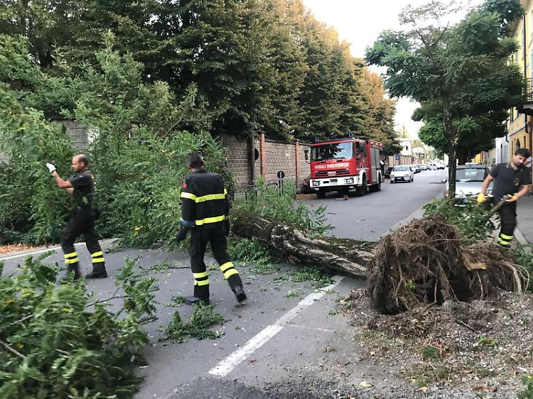 Raffiche di vento in città, pianta cade in via Filzi