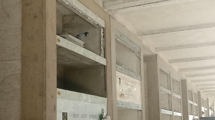 Cimitero maggiore, loculi aperti. Così i piccioni trovano casa