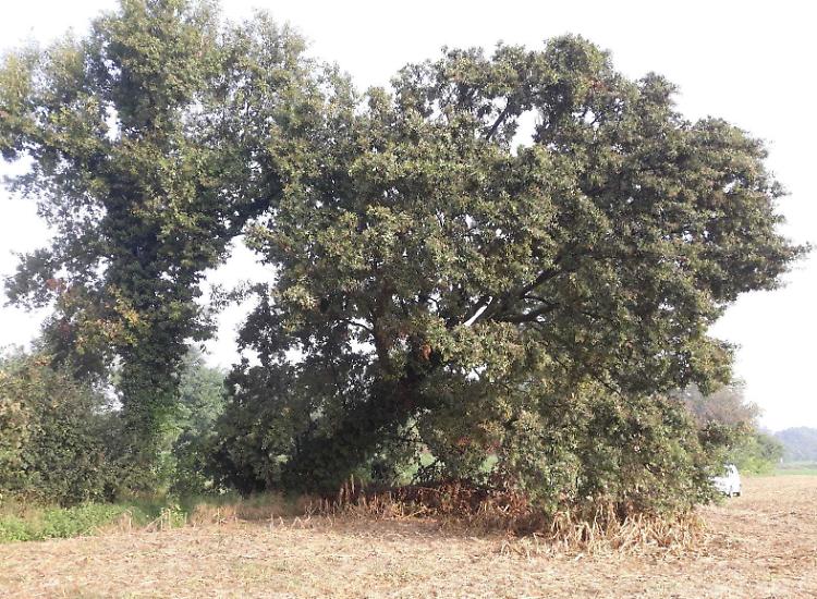 Quercia secolare messa ko dagli scavi delle nutrie