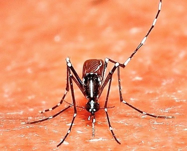 Un 40enne affetto da febbre Dengue