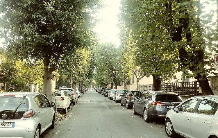 Via Bacchetta, alberi da abbattere: appello del M5S in Regione per salvarli