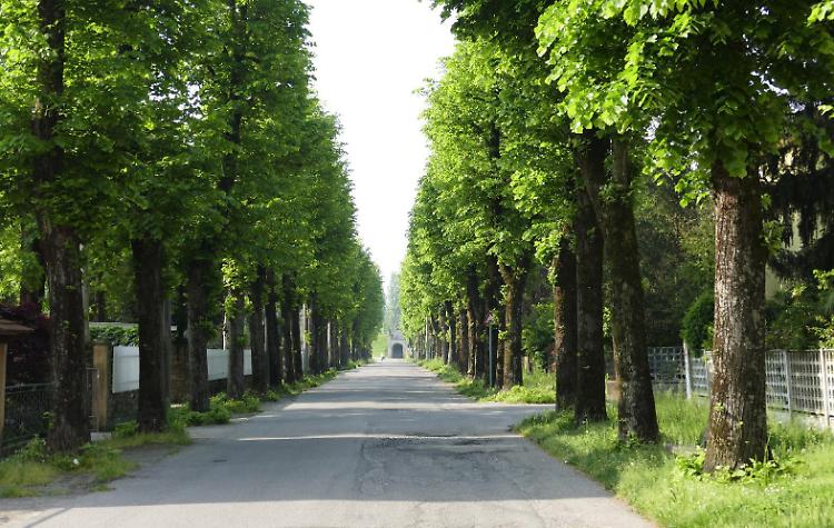 'Alberi da abbattere per la ciclabile', protesta