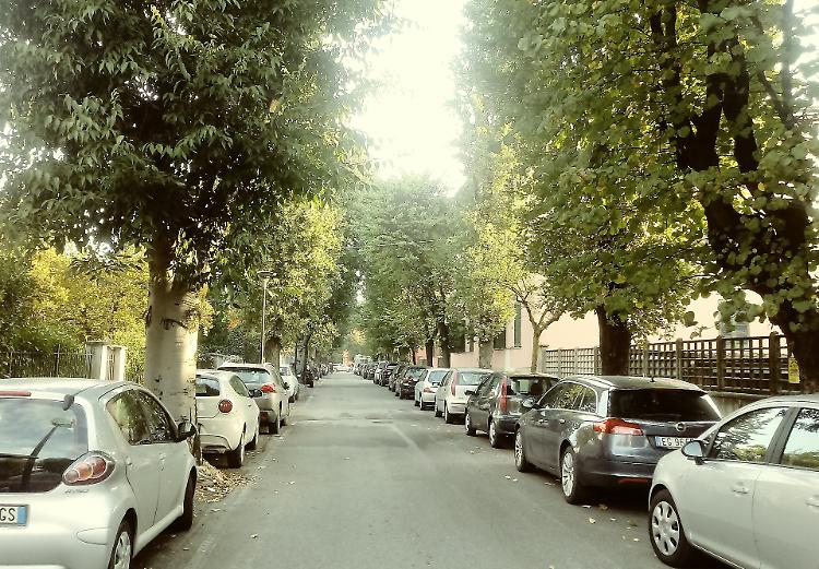 Piante addio. L’assessore: «Aspettiamo»