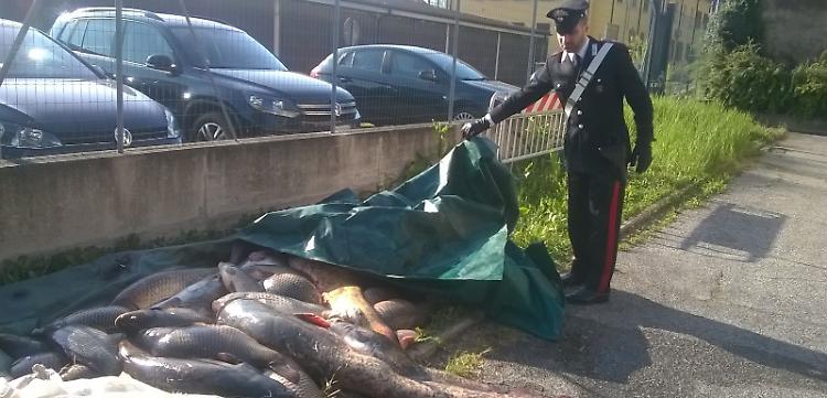 "E' guerra alla pesca di frodo", summit in Regione